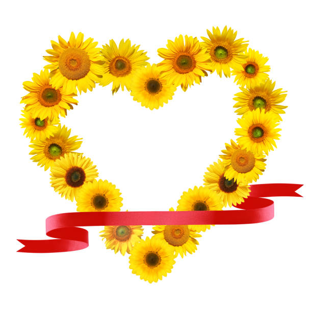 Hands forming a heart in front of a sunflower, concept of love, happiness and care, helianthus annuus