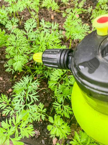 istock Care for vegetables growing on ground, spraying 1255241395