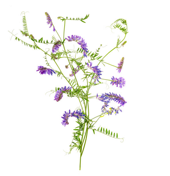 istock Wild meadow flowers with lilac inflorescences on white background. 1255241577