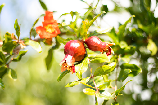 Pomegranate Tree and Nature Background With Beautiful Green Bokeh Circles. Horizontal composition with copy space.