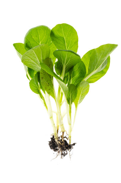 istock Microgreen. Young green shoots with roots isolated on white background. 1255241709