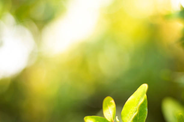 istock Nature Background With Beautiful Green Bokeh Circles 1255241740
