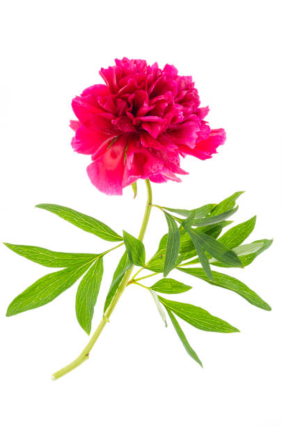 istock Red single peony flower isolated on white background 1255241743