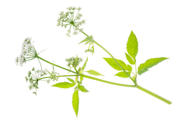 istock Wild flowering plants growing on field isolated on white background. 1255242084
