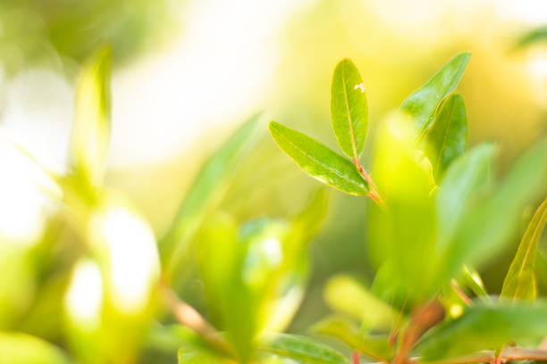 istock Nature Background With Beautiful Green Bokeh Circles 1255242370