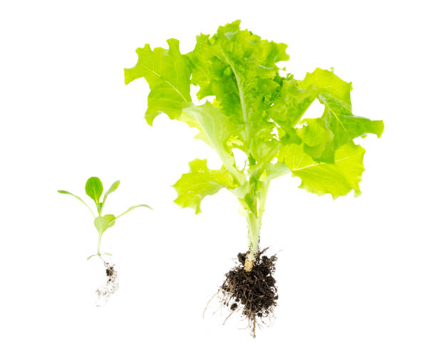 istock lettuce green leaves salad with roots with ground on white background. 1255242537