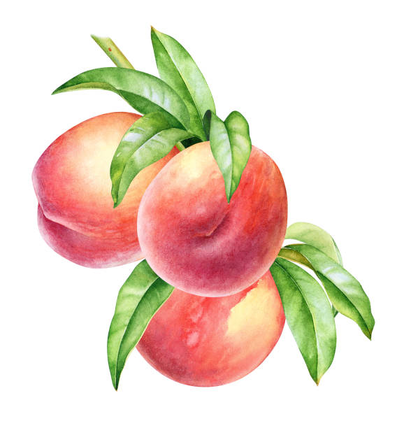 gałąź brzoskwini z owocami i zielonymi liśćmi - nectarine peach backgrounds white stock illustrations