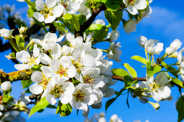 istock Blooming white flowers fruit trees on background of blue sky. 1255242817