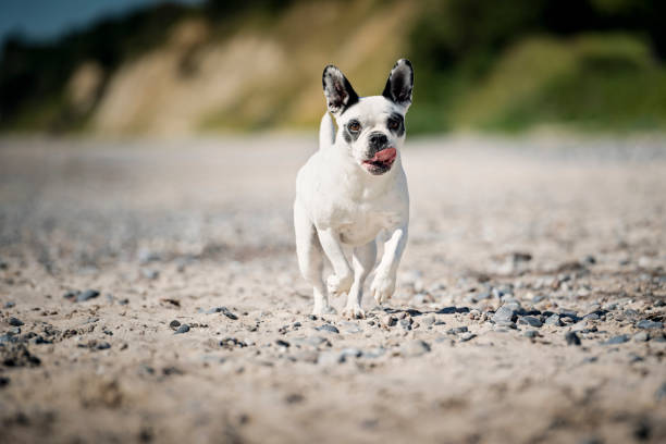 Four year french bulldog running around an off-leash dog park at the beach in Denmark. Colour, horizontal with lots of copy space.