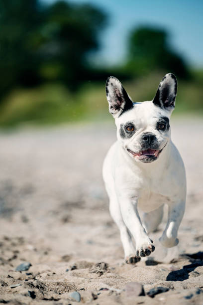 istock French Bulldog at The Beach 1255243122