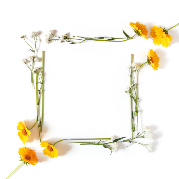 Flower composition. A frame made of yellow and white flowers is on a white background. Summer holiday template. Social media background. Flat lay, top view, copy space. stock photo