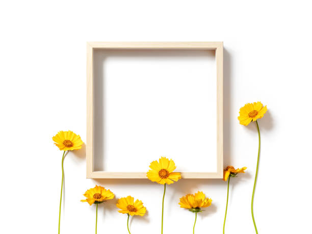 istock Flower composition. A template from an empty wooden frame and yellow flowers is on a white background. Holiday layout. Social media background. Flat lay, top view, copy space. 1255244148
