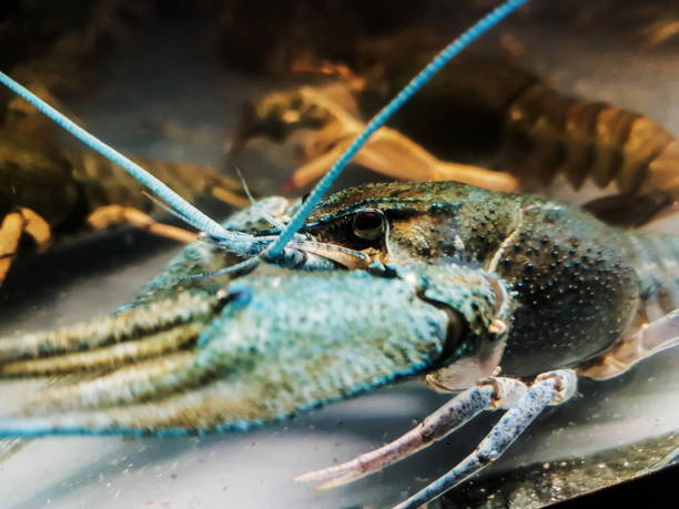 istock side view. blue crayfish behind the glass aquarium 1255245260
