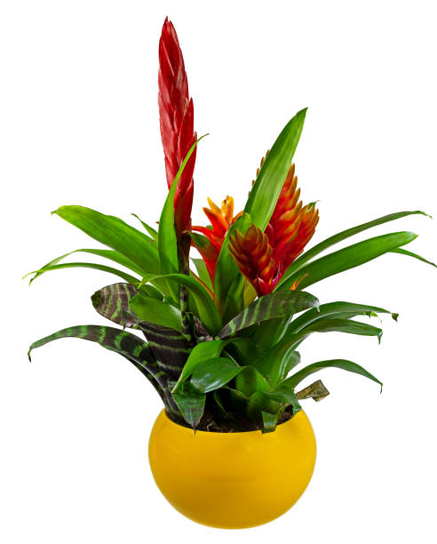 istock Isolated potted bromelia flower 1255245397