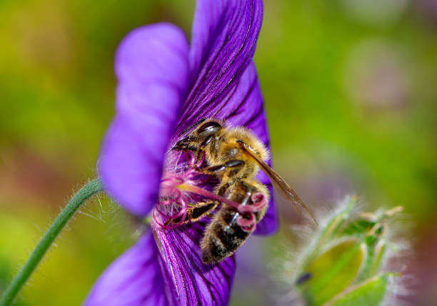 istock Bee collecting nectar on a flower blossom 1255245451