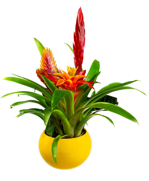 istock Isolated potted bromelia flower 1255246220