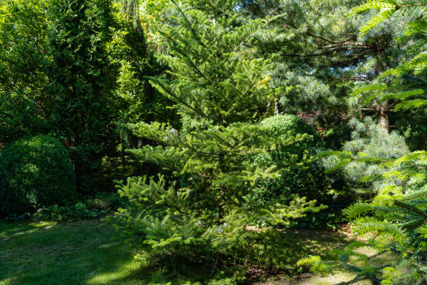 abies koreana tanne umgeben von hohen evergreens. immergrüner landschaftsgarten. original-design des parks in immergrünen garten. atmosphäre der entspannung des glücks und der liebe. naturkonzept für design. - evergreen magnolia stock-fotos und bilder