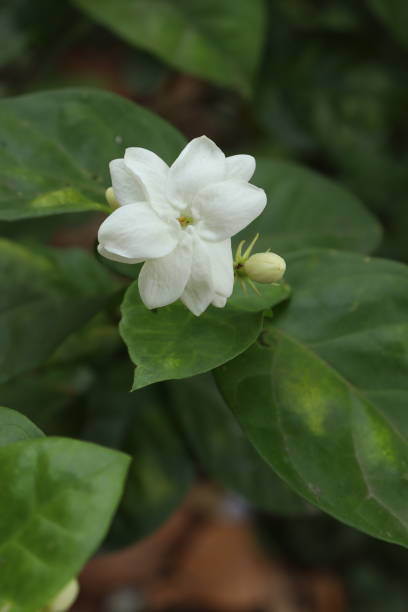 istock Jasmine flower in a garden 1255247800