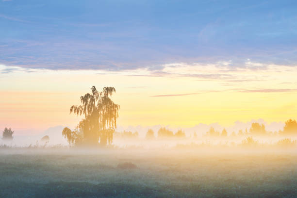 champ de campagne dans un brouillard au lever du soleil. plan rapproché solitaire d’arbre de bouleau, silhouettes foncées à l’arrière-plan. lumière du matin dorée pure. nuages épiques. scène rurale idyllique. concept art, conte de fées, pittor - vibrant color rural scene outdoors tree photos et images de collection