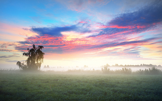 Country field in a fog at sunrise. Lonely birch tree close-up, silhouettes in the background. Pure golden morning sunlight. Epic pink clouds. Idyllic rural scene. Concept art, fairytale, picturesque