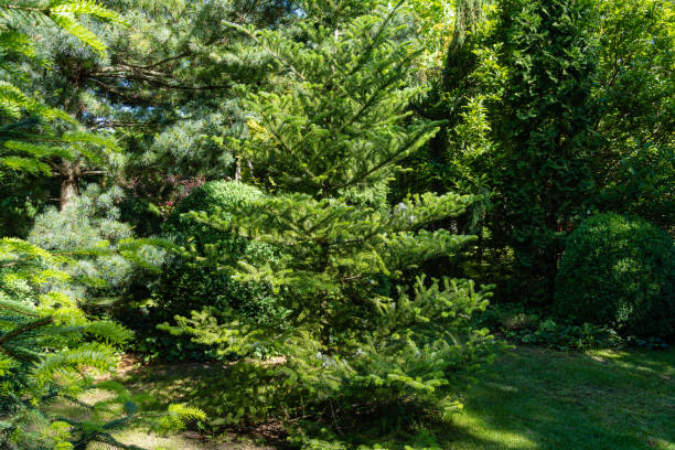 abies koreana tanne umgeben von hohen evergreens. immergrüner landschaftsgarten. original-design des parks in immergrünen garten. atmosphäre der entspannung des glücks und der liebe. naturkonzept für design. - evergreen magnolia stock-fotos und bilder