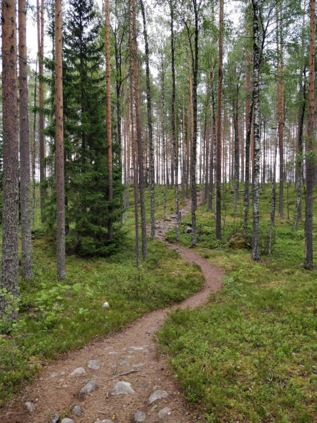 istock Forest walk, Finnish forest, nature trail 1255252927