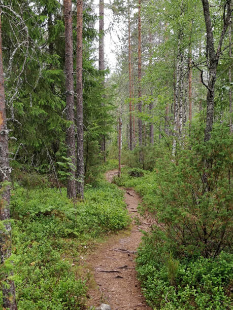 istock Forest walk, Finnish forest, nature trail 1255252947