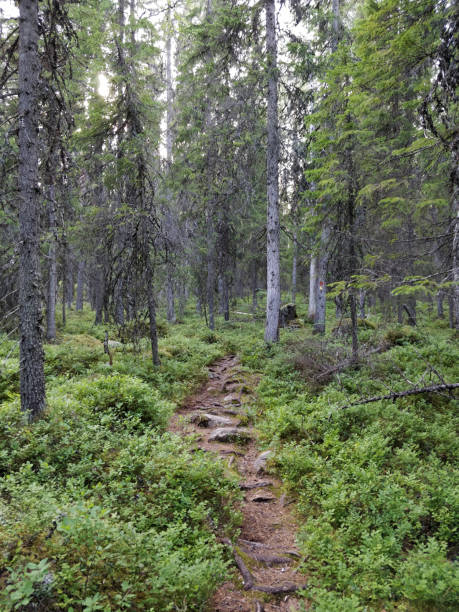 istock Forest walk, Finnish forest, nature trail 1255252971