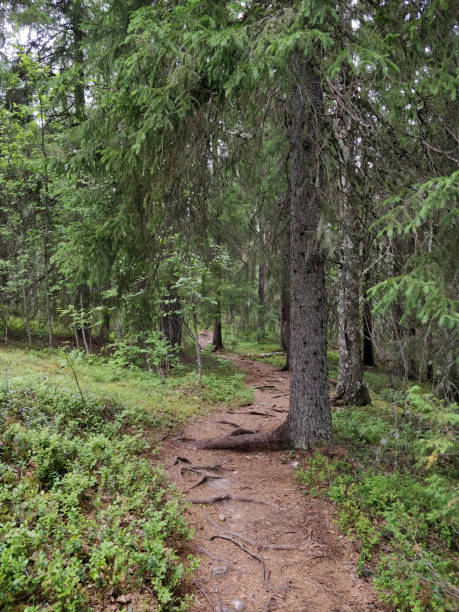 istock Forest walk, Finnish forest, nature trail 1255252972
