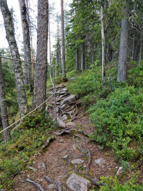 istock Forest walk, Finnish forest, nature trail 1255253012