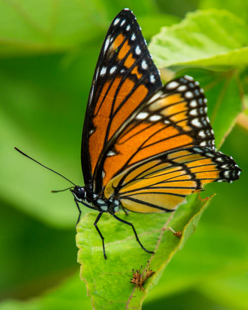 istock Various butterfly on plants and flowers 1255254632