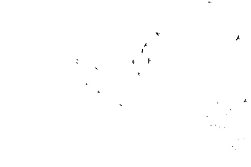 a flock of numerous black Starling birds flying in the distance on a white isolated background