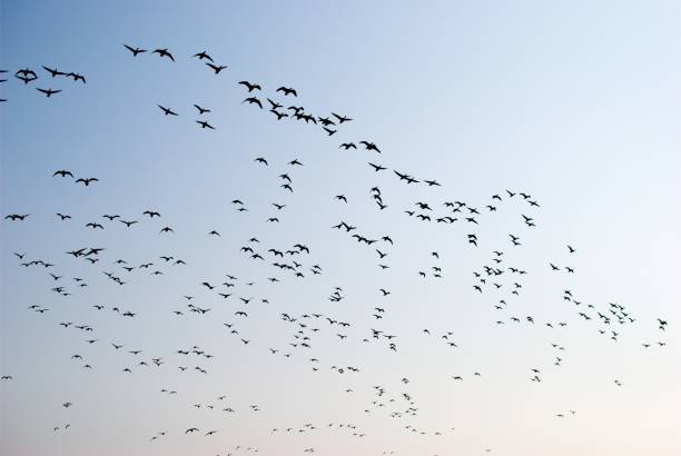 istock A flock of Birds 1255256182