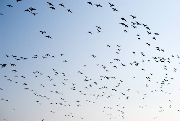 istock A flock of Birds 1255256198
