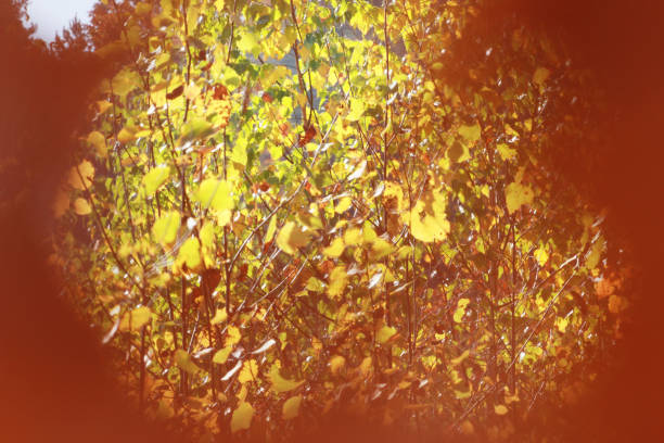 istock look at the autumn forest through the holes in a dried leaf, creative background, horizontal format 1255256206