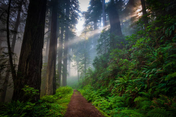 Young woman stands under a giant sequoia tree in the morning sun at Sequoia National Park in the United States