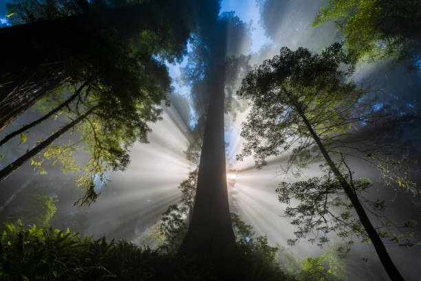 Raggi di luce nella foresta di sequoie - foto stock