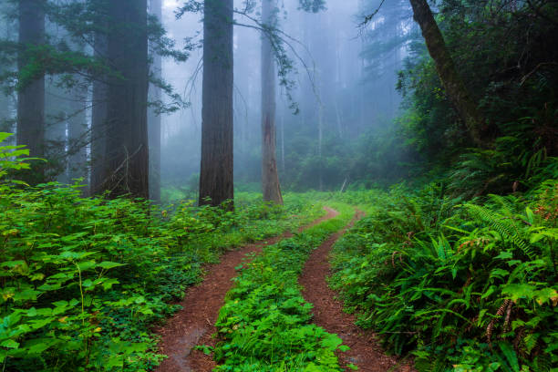 안개낀 숲을 가로지르는 길 스톡 사진