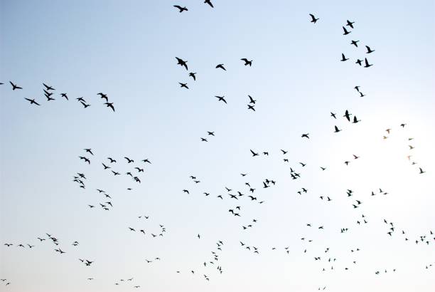 istock A flock of Birds 1255256275
