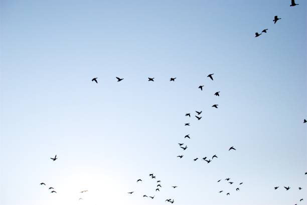 istock A flock of Birds 1255256338