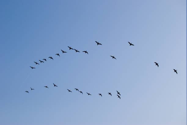 istock A flock of Birds 1255256364