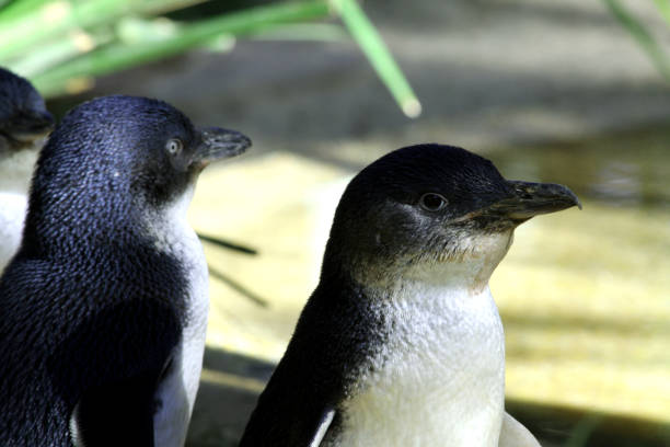 istock Featherdale Sydney Wildlife Australia 1255257250