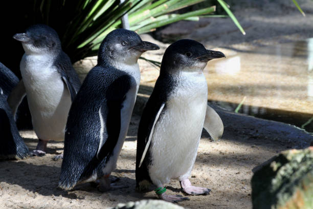 istock Featherdale Sydney Wildlife Australia 1255257253