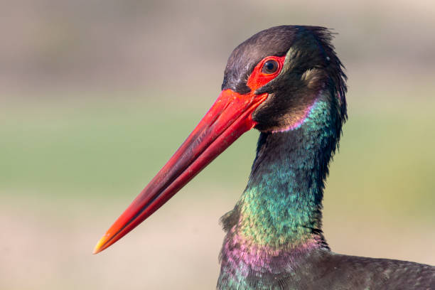istock Black Stork portrait in early morning 1255257335