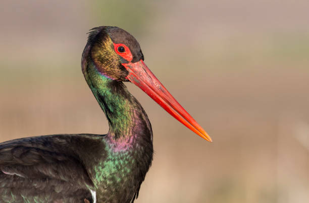 istock Black Stork portrait in early morning 1255257493
