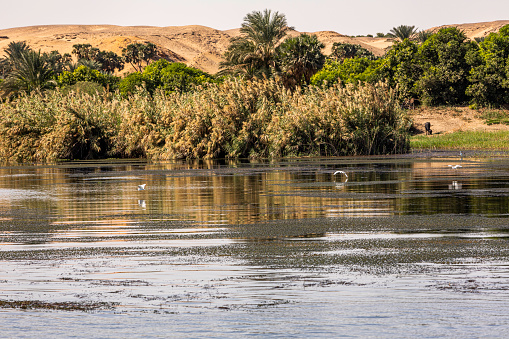 A view from the Nile River of a quiet bay on the Nile with Papyrus reeds on the shore line and the Sahara desert in the distance.
