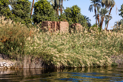Coast and nature on the coast of the Nile rive in Egypt