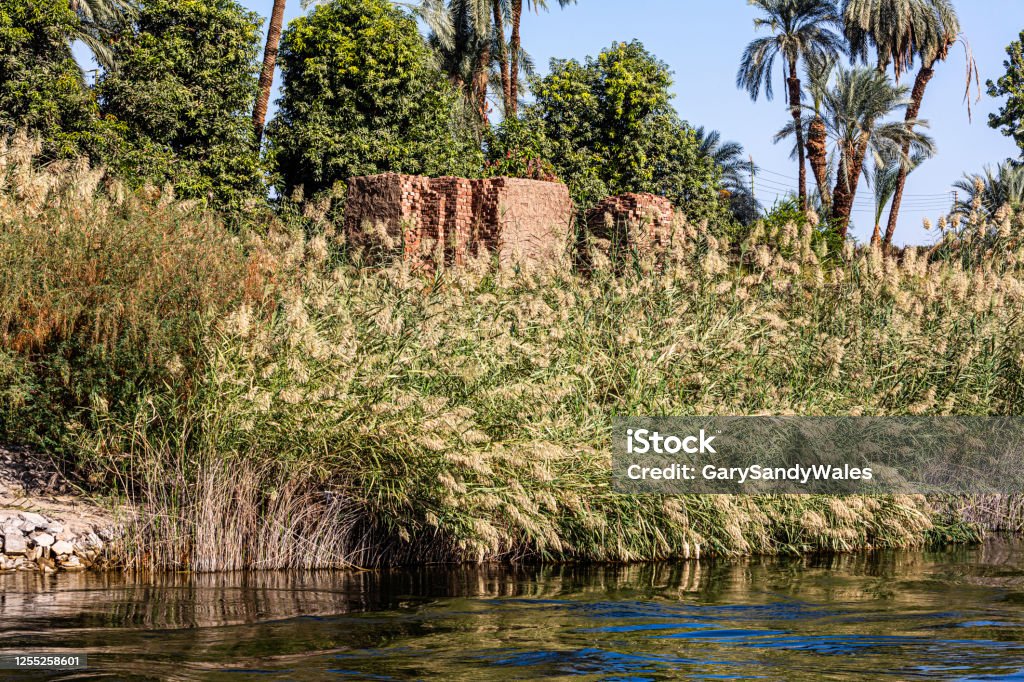 Papyrus Plant Papyrus Reeds on th bank of the Nile River south of Luxor. Papyrus Paper Stock Photo