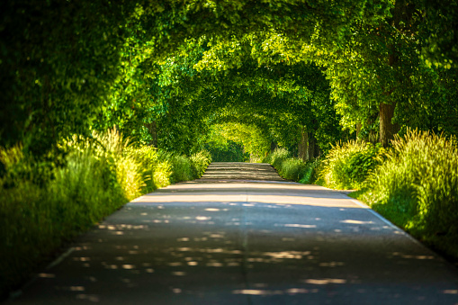 the two-lane country road between trees in a rural landscape