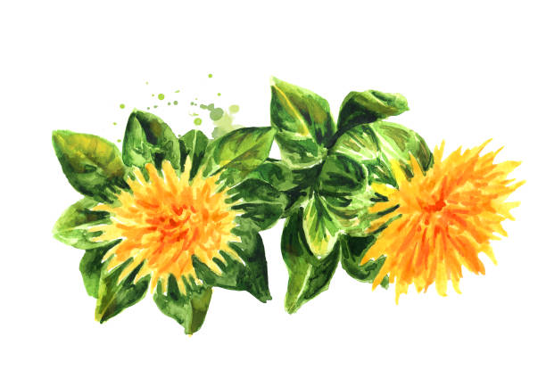 홍화의 꽃, 흰색 배경에 고립 된 손으로 그린 수채화 ��그림 - 잇꽃 stock illustrations